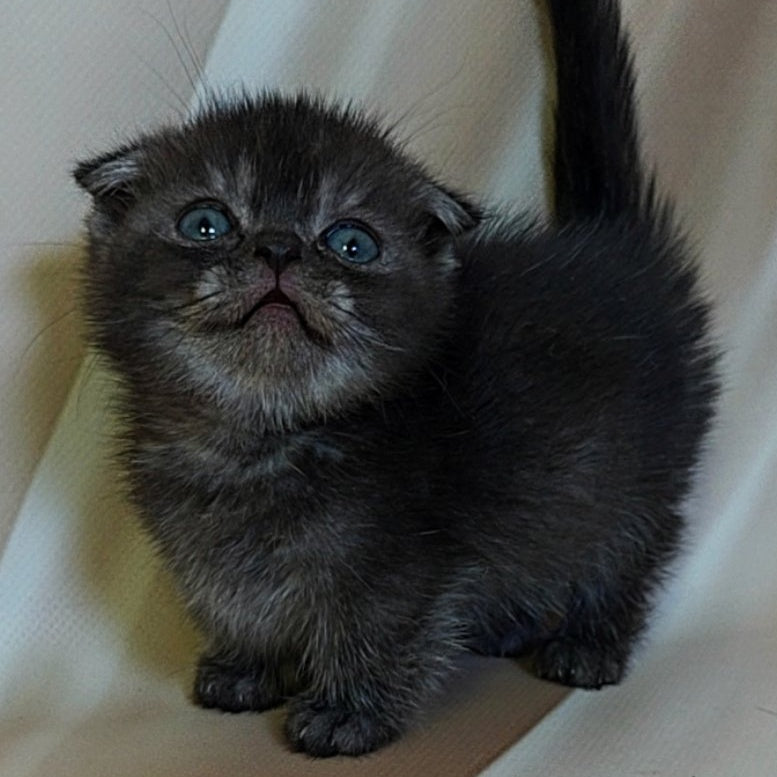 Ava Munchkin female, black