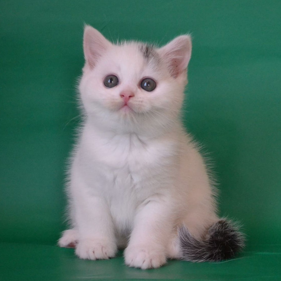 Olaf Scottish Straight male, black silver tabby van