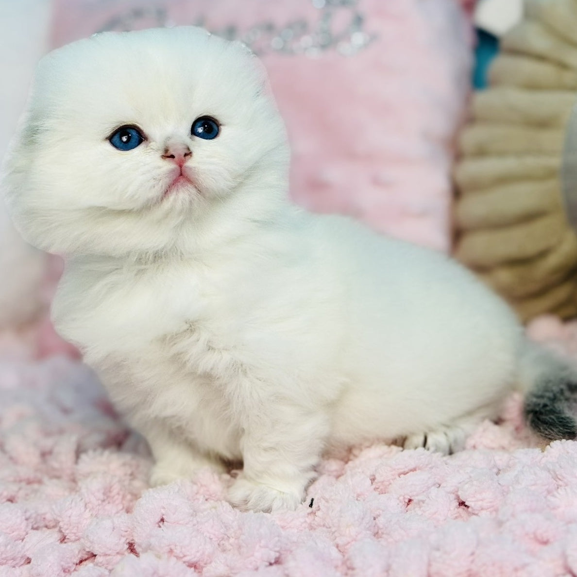 Iriska Scottish Fold female, black silver shaded pointed