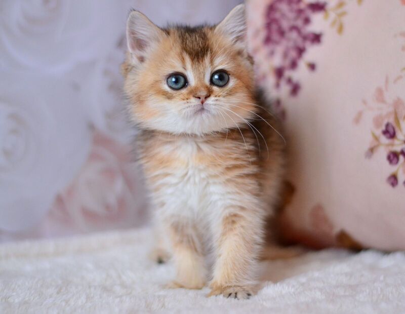 Fifa British Shorthair female, black golden ticked tabby