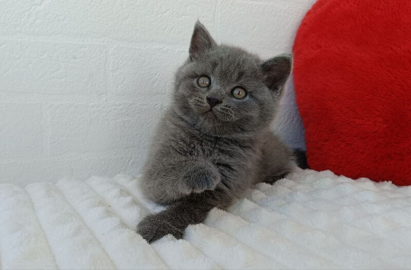 William Scottish Straight male blue - live animals