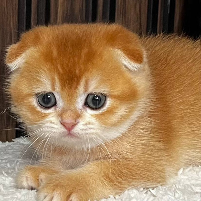 Nefertiti Scottish Fold female, black golden chinchilla