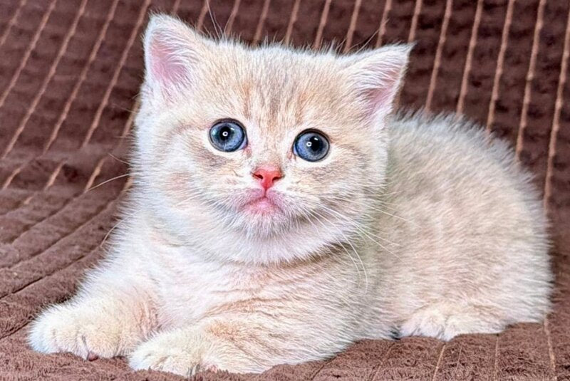 Melody Munchkin female, blue golden spotted tabby