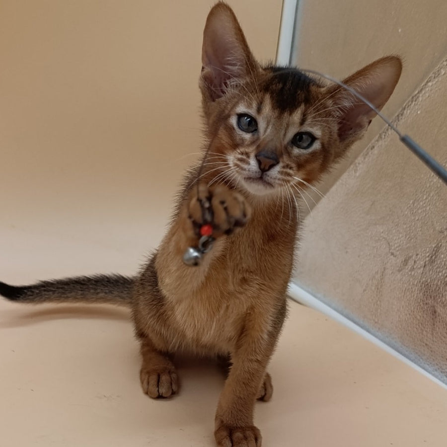 Morgan Abyssinian male, ruddy