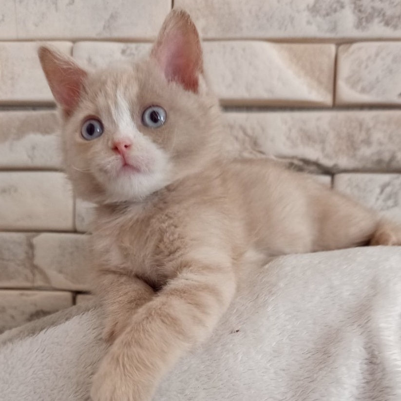 Keysy British Shorthair female, fawn tortie with white