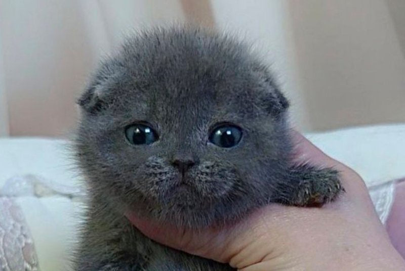 Jelly Scottish Fold female blue - live animals