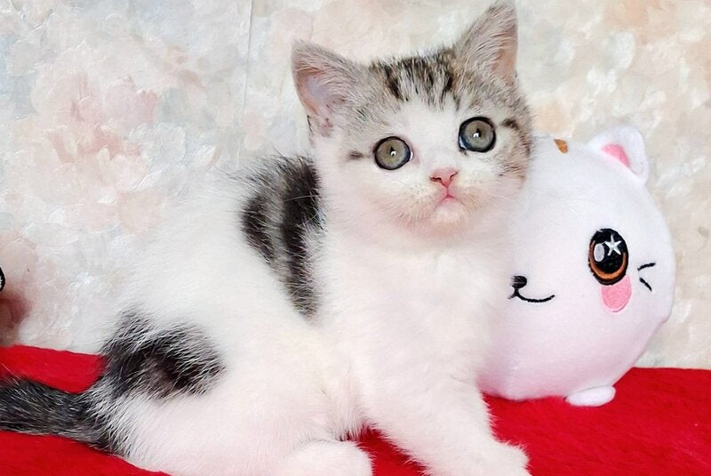 Rafaella Scottish Straight female, black tabby bicolour