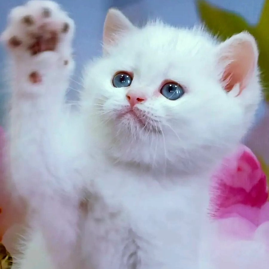 Irma British Shorthair female, black golden shaded