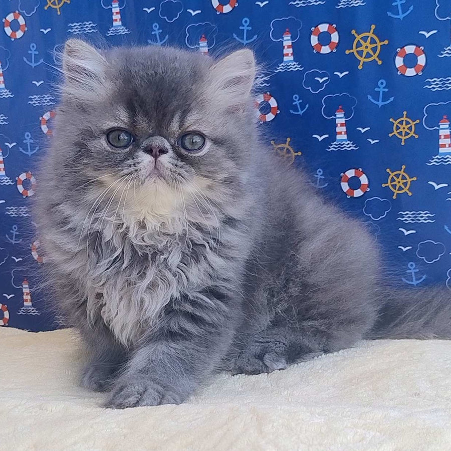 Bars Persian male, blue tabby