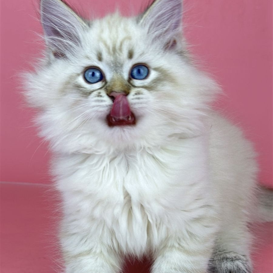 Bastian Siberian male, seal tabby pointed