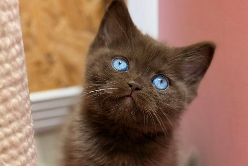 Jasmine British Shorthair female, chocolate