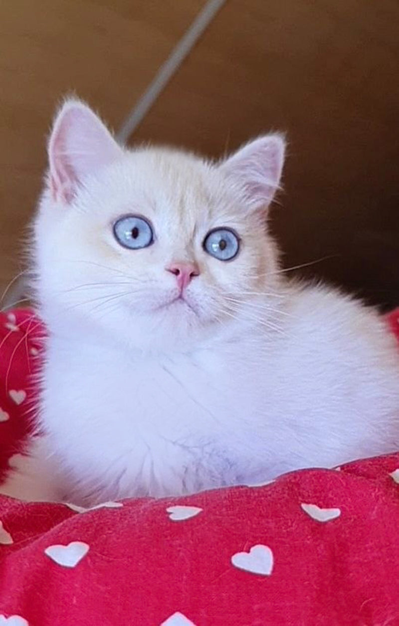 Xamira British Shorthair female, black golden chinchilla pointed
