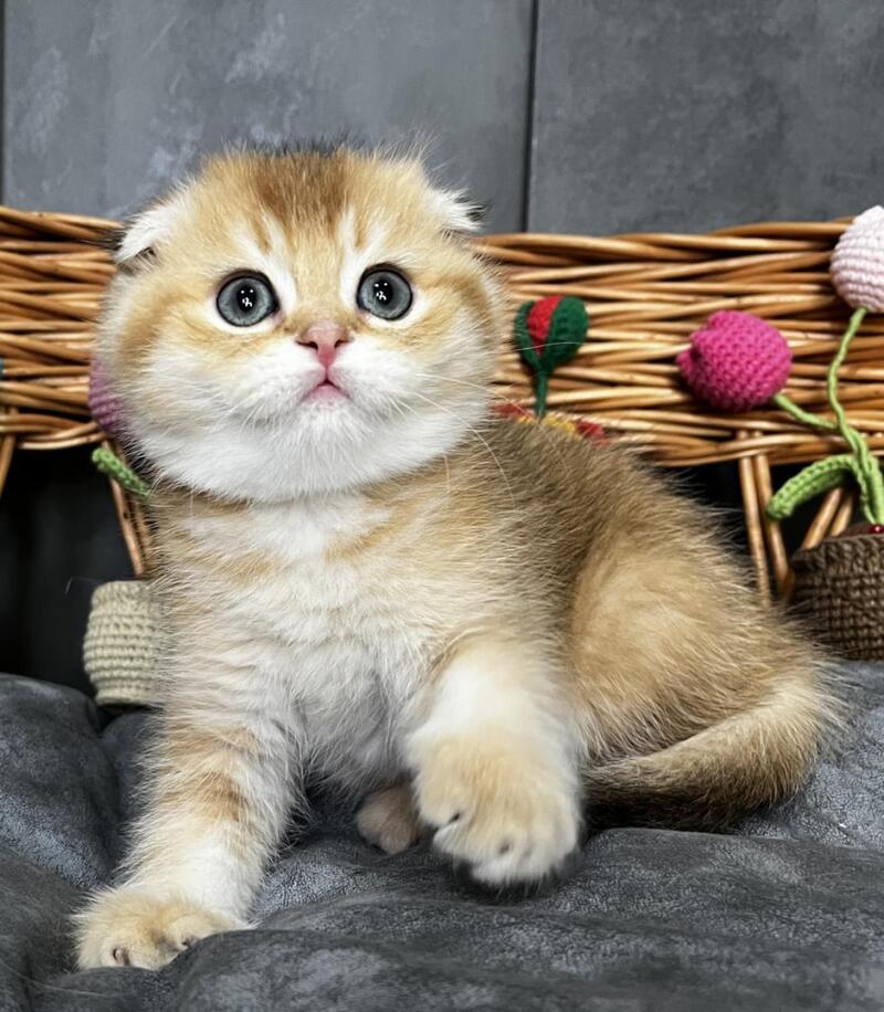 Icar Scottish Fold male black golden ticked tabby live animals