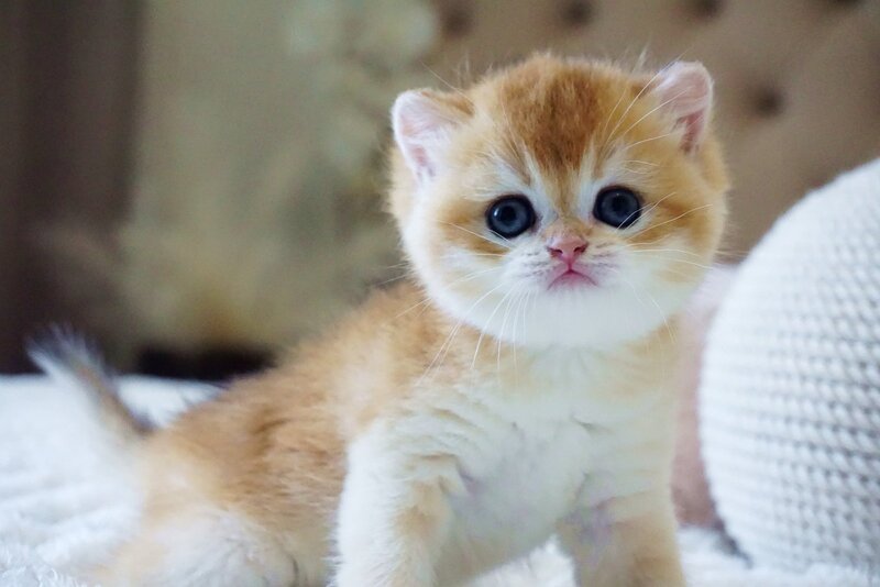 Deni British Shorthair male, black golden chinchilla