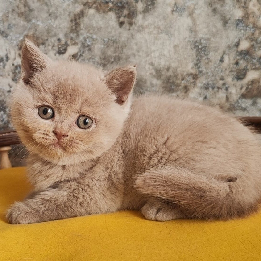 Bounty British Shorthair female, fawn