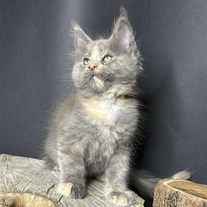 Petunia Maine Coon female, blue tortie with white