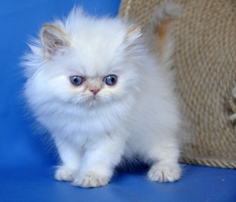 Boston Persian male cream pointed - live animals