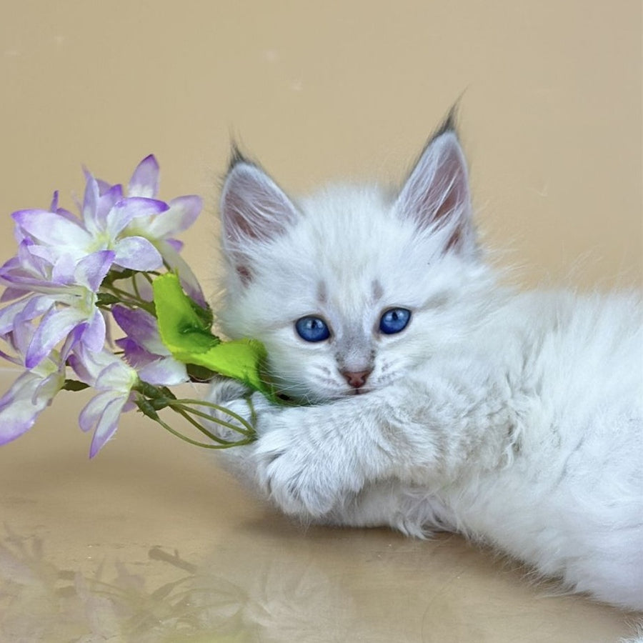 Yuki Siberian female, blue tabby pointed