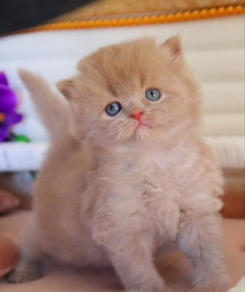 Benjamin British Longhair male fawn - live animals
