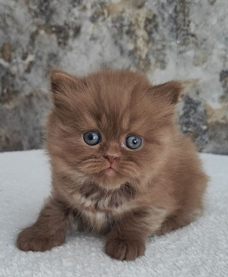 Urban British Longhair male cinnamon - live animals