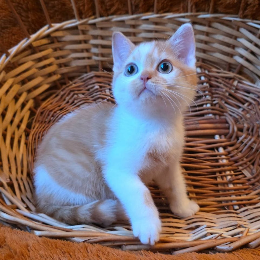 Barney British Shorthair male, red bicolour
