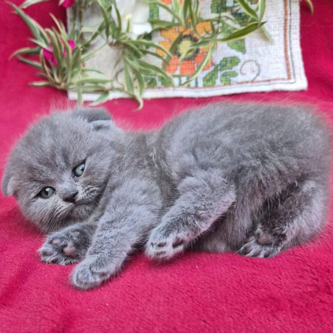Lola Scottish Fold female, blue