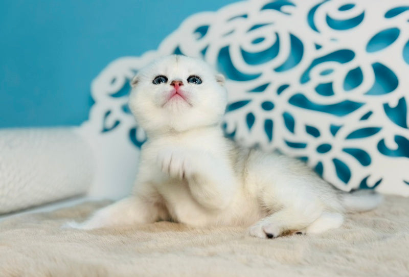 Winny Scottish Fold male black silver chinchilla - live animals