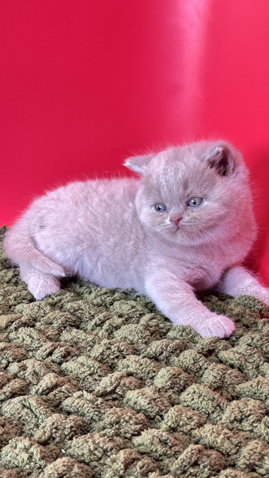Ernest British Shorthair male fawn - live animals
