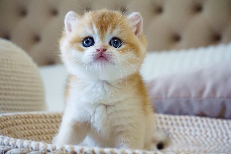 Deni British Shorthair male, black golden chinchilla