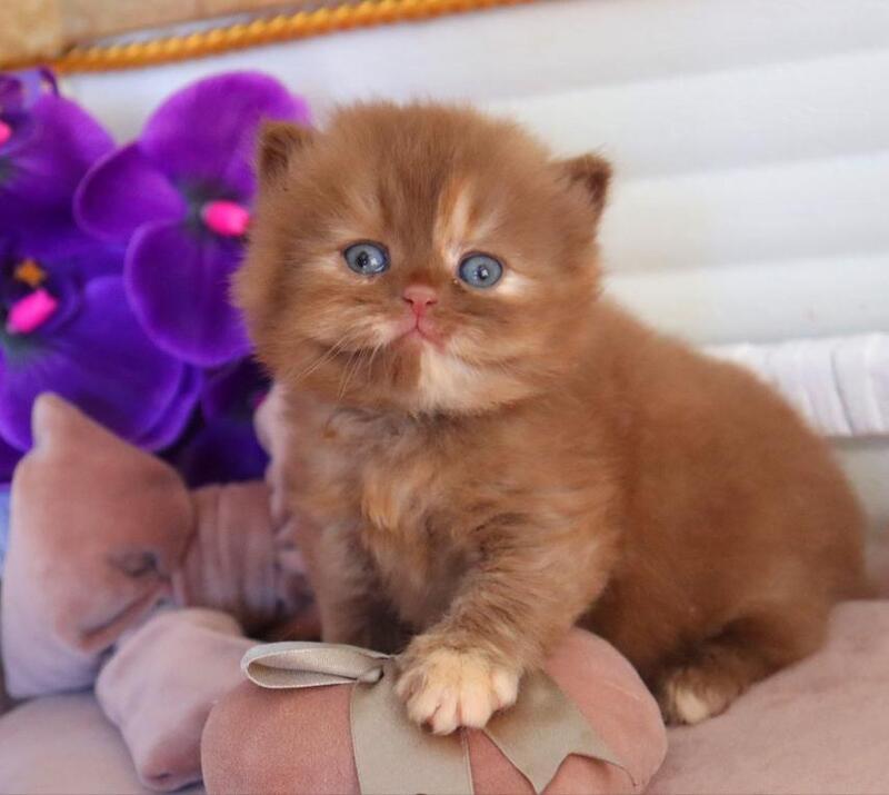 Rina British Longhair female cinnamon tortie - live animals