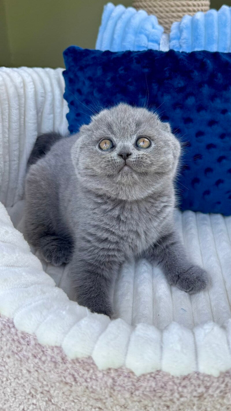 Trevor Scottish Fold male, blue