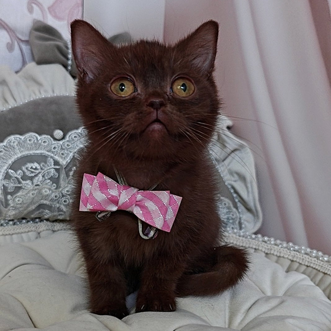 Volter British Shorthair male, chocolate