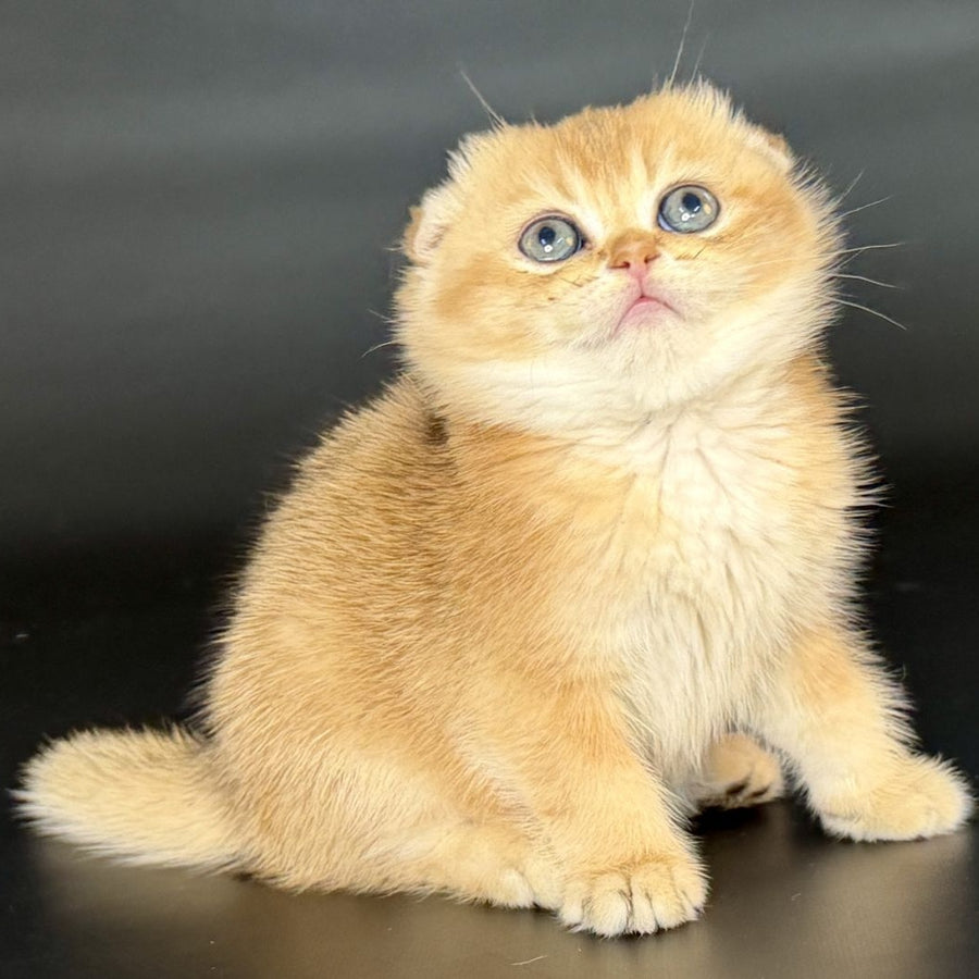 Ulani Scottish Fold female, black golden chinchilla