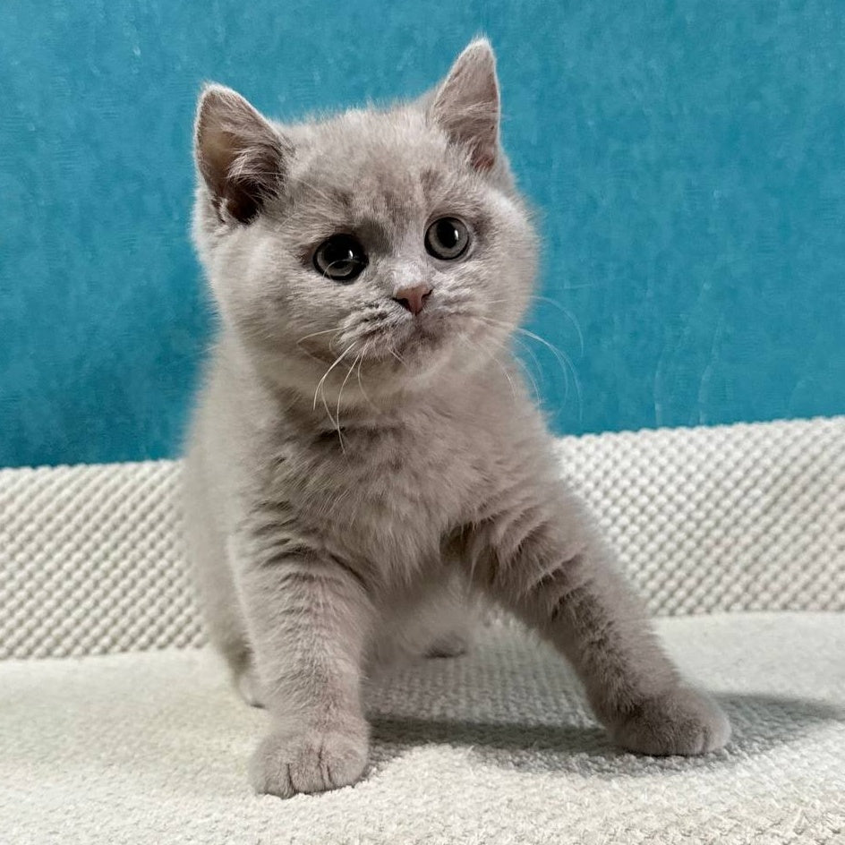 Bonya British Shorthair female, fawn