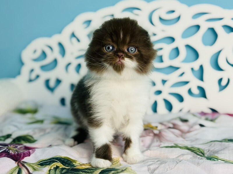 Xanti Scottish Fold male chocolate bicolour - live animals