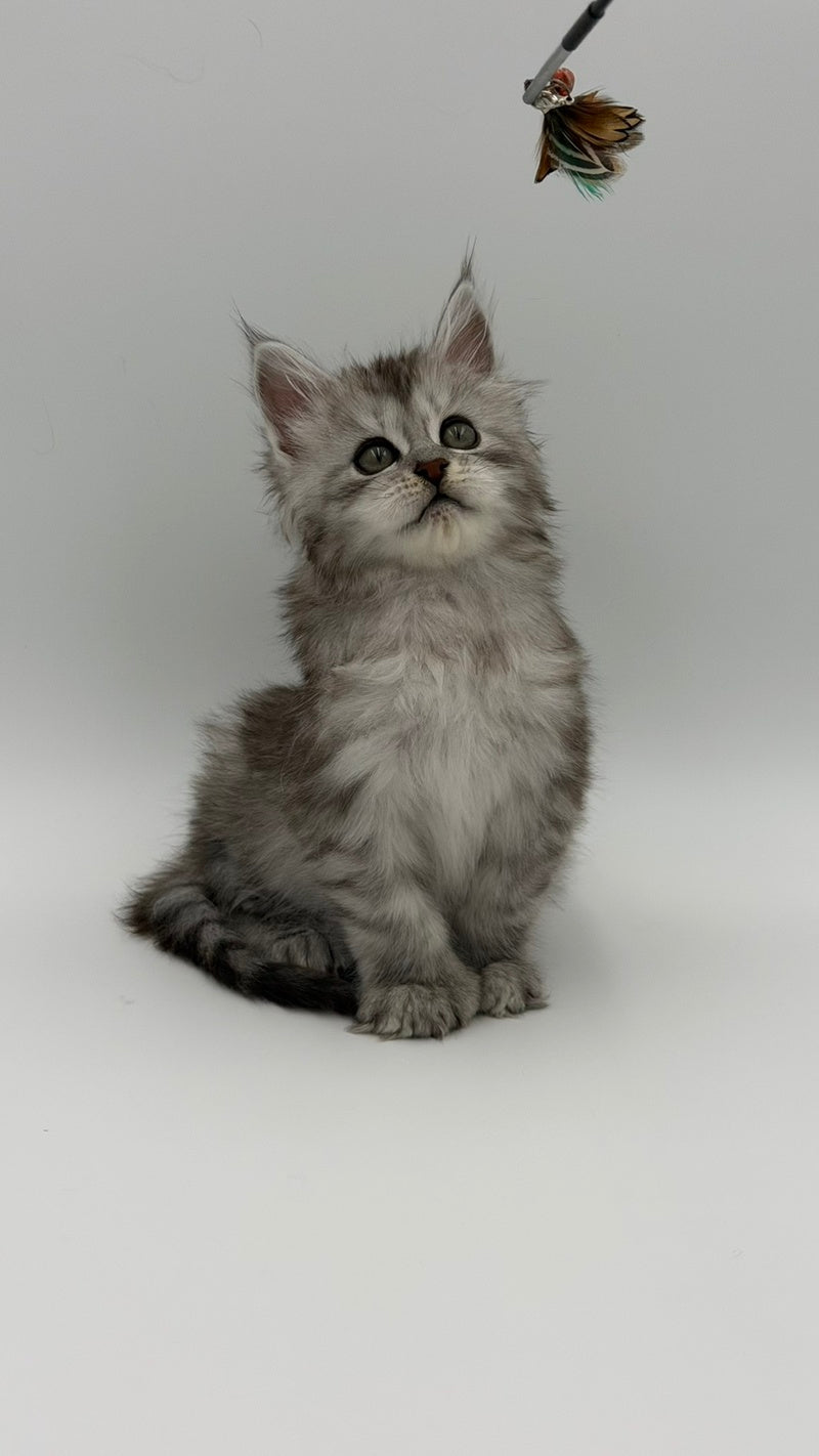 Marta Maine Coon polydactyl female, black silver spotted tabby