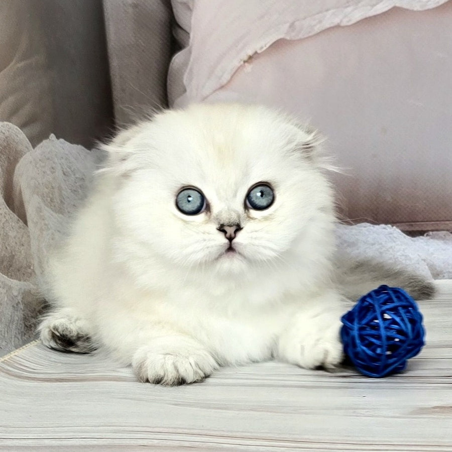 Sapphire Munchkin female, black silver shaded pointed