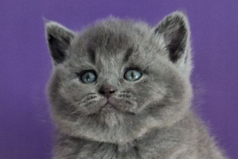 Janeta British Shorthair female blue - live animals