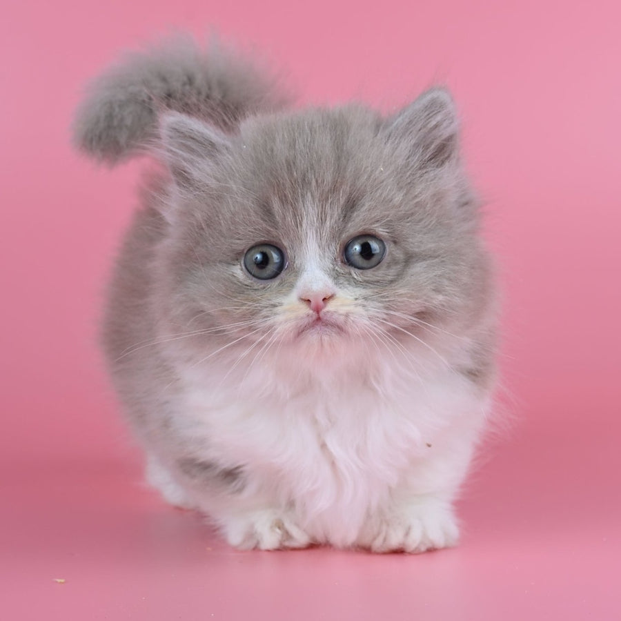 Iriska Munchkin female, lilac tortie bicolour