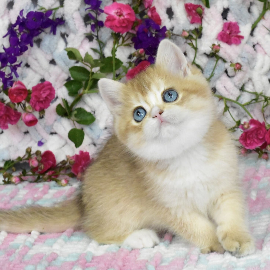Avrora British Shorthair female, black golden shaded with white