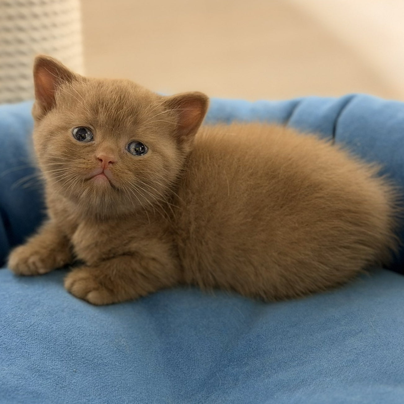 Shimal British Shorthair female, cinnamon