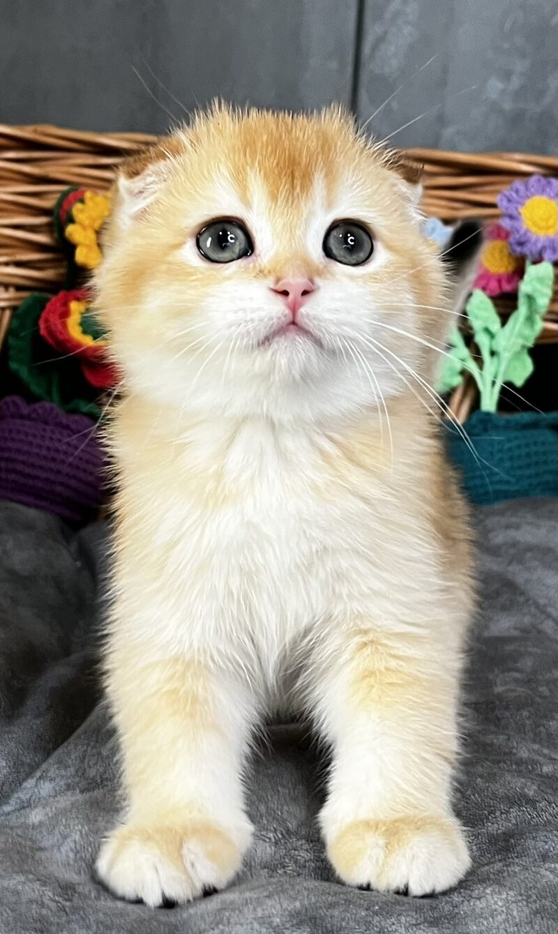 Kerry Scottish Fold female black golden chinchilla - live animals