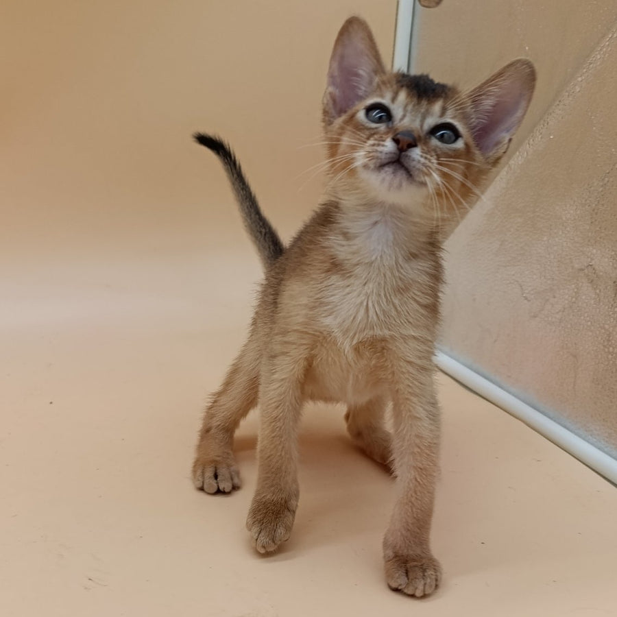 Nelson Abyssinian male, ruddy