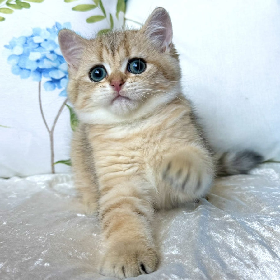 Cocos British Shorthair male, black golden spotted tabby