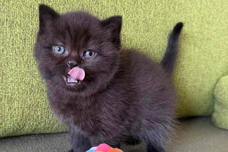 Barny Scottish Straight male black - live animals