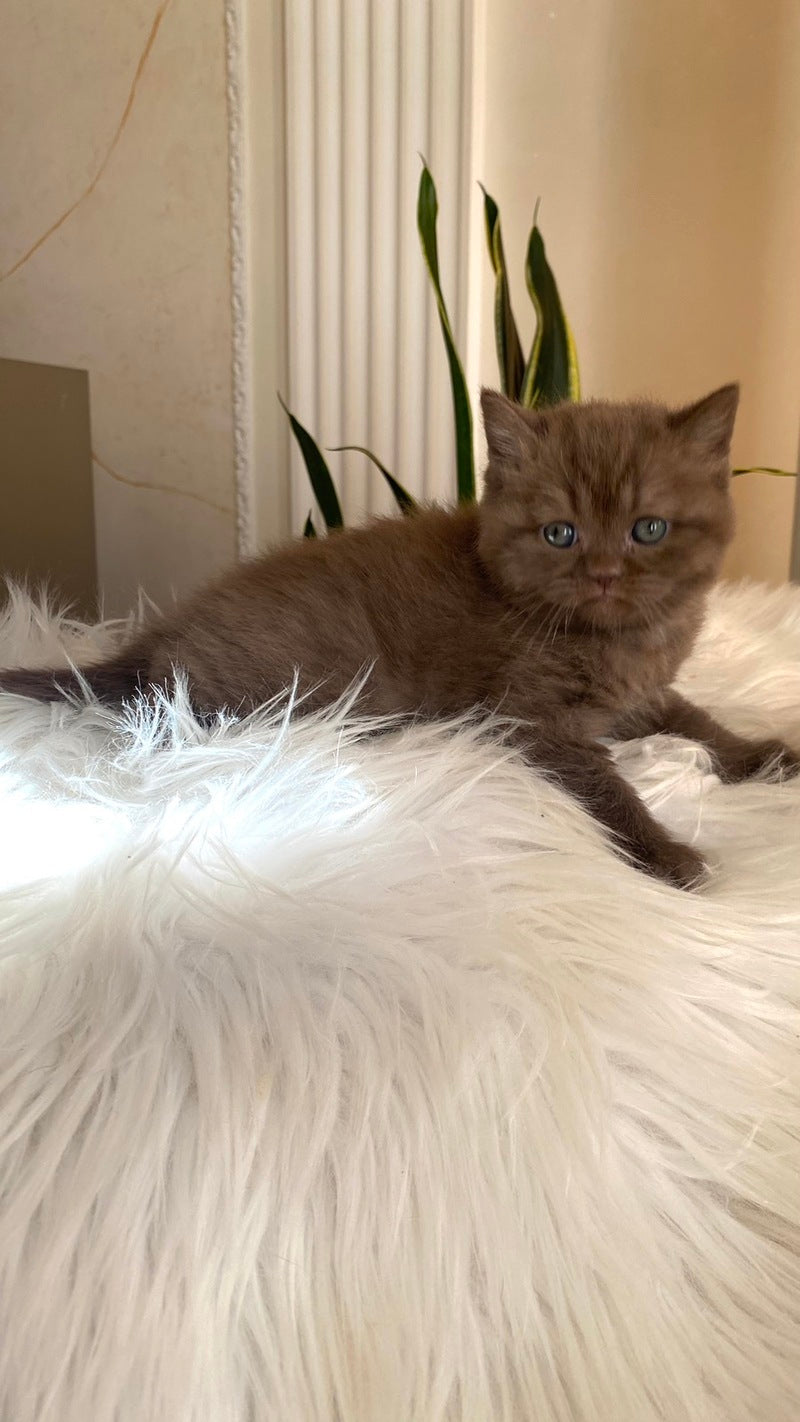 Zlata British Shorthair female chocolate - live animals