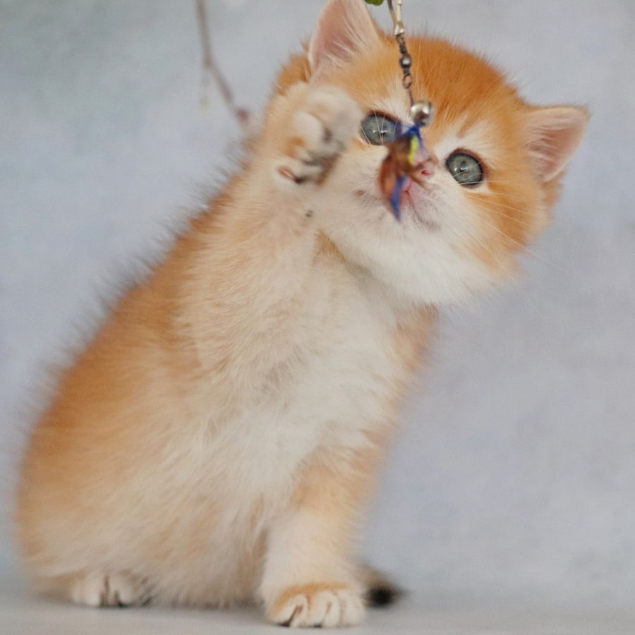 Zakhar British Shorthair male, black golden chinchilla