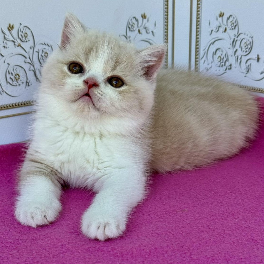 Vinny Scottish Straight male, cream bicolour