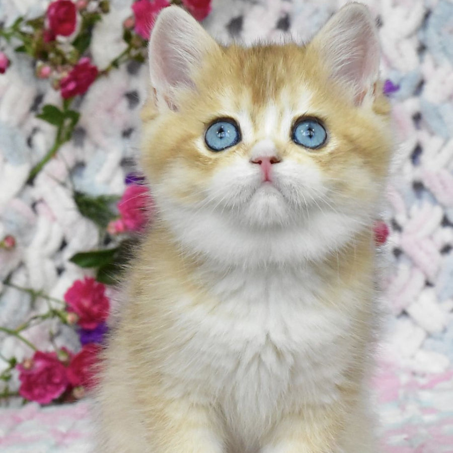 Avrora British Shorthair female, black golden shaded with white