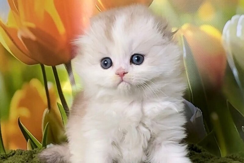 Irwin Scottish Fold male, chocolate silver chinchilla